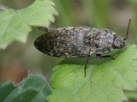 Agrypnus murinus 4, Muisgrijze kniptor, Saxifraga-Rutger Barendse