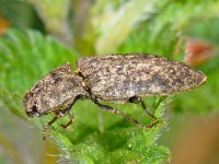 Agrypnus murinus 5, Muisgrijze kniptor, Saxifraga-Ab H Baas