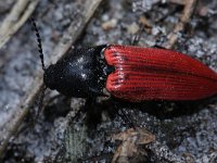 Ampedus sanguineus 2, Bloedrode kniptor, Saxifraga-Rutger Barendse