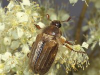 Amphimallon solstitiale 2, Junikever, Saxifraga-Frits Bink