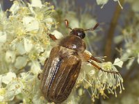 Amphimallon solstitialis 2, Junikever, Saxifraga-Frits Bink