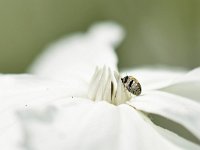 Anthrenus verbasci 8, Gewone tapijtkever, Saxifraga-Tom Heijnen