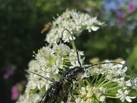 Musk beetle (Aromia moschata), mating couple on Hogweed  Musk beetle (Aromia moschata), mating couple on Hogweed : Musk beetle, musk beetles, beetle, beetles, pair, Aromia moschata, mating, couple, male, female, Hogweed, two, fauna, insect, insects, bug, bugs, summer, summertime, nature, natural, outside, outdoors, no people, nobody, reproduction, rural scene, flower, flowers, white, plant, wildlife, wild animal, animal