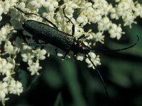 Aromia moschata 2, Muskusboktor, Saxifraga-Frits Bink