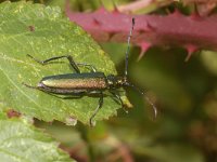 Aromia moschata 4, Muskusboktor, Saxifraga-Kees Marijnissen