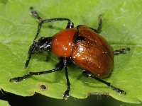 Attelabus nitens #42884 : Attelabus nitens, Leaf rolling weevil, Eikenbladroller