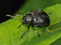 Bromius obscurus #47851 : Bromius obscurus, Bastaardwederikkever, Western grape rootworm