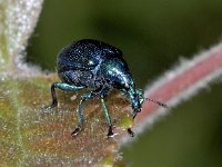 Byctiscus betulae 01 #01997 : Byctiscus betulae, Hazel leaf-roller, Grote sigarenmaker