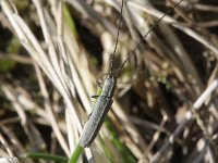 Calamobius filum 2, Zuidelijke halmboktor, Saxifraga-Rutger Barendse