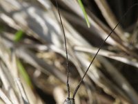 Calamobius filum 3, Zuidelijke halmboktor, Saxifraga-Rutger Barendse