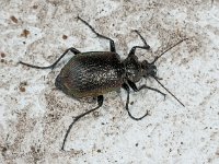 Calosoma inquisitor 04, Kleine poppenrover, AHB  Calosoma inquisitor, Kleine poppenrover Springendal op 15 mei 2018 Validatie Zie https://waarneming.nl/waarneming/view/156647101 : Saxifraga ingezonden, Soortenregister ingezonden, Waarneming.nl