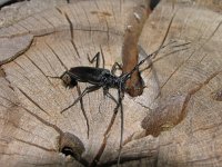 Cerambyx cerdo 2, Heldenboktor, Saxifraga-Al Vrezec