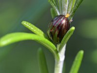 Chrysolina americana 7, Rozemarijngoudhaan, Saxifraga-Tom Heijnen