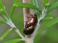 Chrysolina americana 8, Rozemarijngoudhaan, Saxifraga-Tom Heijnen