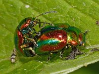 Chrysolina fastuosa 3, Hennepnetelgoudhaantje, Saxifraga-Ab H Baas