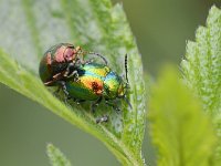 Chrysolina graminis 2, Grote goudhaan, Saxifraga-Tom Heijnen