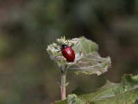 Chrysomela populi 10, Grote populierenhaan, Saxifraga-Peter Meininger