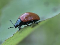 Chrysomela populi 14, Grote populierenhaan, Saxifraga-Willem van Kruijsbergen