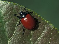 Chrysomela populi 2, Grote populierenhaan, Saxifraga-Frits Bink