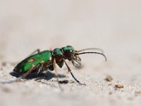 Cicindela campestris 11, Groene zandloopkever, Saxifraga-Tom Heijnen