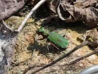 Cicindela campestris 4, Groene zandloopkever, Saxifraga-Rutger Barendse