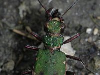 Cicindela campestris 5, Groene zandloopkever, Saxifraga-Rutger Barendse