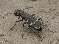 Cicindela hybrida 13, Basterdzandloopkever, Saxifraga-Rutger Barendse