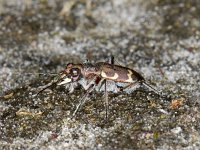 Cicindela hybrida 01 #06254 : Cicindela hybrida, Northern dune tiger beetle, Bronzen zandloopkever