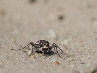 Cicindela hybrida 20, Basterdzandloopkever, Saxifraga-Mark Zekhuis