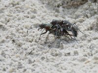 Cicindela hybrida 21, Basterdzandloopkever, Saxifraga-Mark Zekhuis