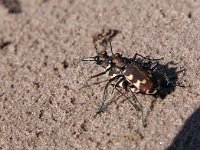 Cicindela hybrida 22, Basterdzandloopkever, Saxifraga-Hans Dekker