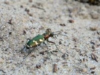 Cicindela hybrida 24, Bastaardzandloopkever, Saxifraga-Tom Heijnen