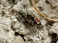 Cicindela hybrida 5, Basterdzandloopkever, Saxifraga-Willem van Kruijsbergen