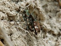 Cicindela hybrida 6, Basterdzandloopkever, Saxifraga-Willem van Kruijsbergen