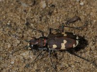 Cicindela hybrida 9, Basterdzandloopkever, male, Saxifraga-Frits Bink