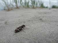 Cicindela maritima 2, Strandzandloopkever, Saxifraga-Mark Zekhuis