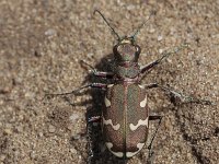 Cicindela repanda 3, Saxifraga-Jan Nijendijk