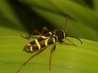 Clytus arietis 1, Kleine wespenboktor, Saxifraga-Kees Marijnissen