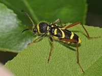 Clytus arietis 11, Kleine wespenboktor, Saxifraga-Ab H Baas