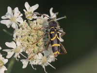 Clytus arietis 14, Kleine wespenboktor, Saxifraga-Peter Meininger