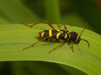 Clytus arietis 3, Kleine wespenboktor, Saxifraga-Kees Marijnissen