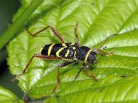 Clytus arietis #01794 : Clytus arietis, Kleine wespenboktor