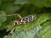 Clytus arietis #01955 : Clytus arietis, Kleine wespenboktor