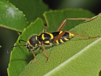 Clytus arietis 9, Kleine wespenboktor, Saxifraga-Ab H Baas