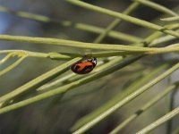 Coccinella miranda 2, Saxifraga-Rutger Barendse