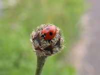 Coccinella quinquepunctata 2, Vijfstippelig lieveheersbeestje, Saxifraga-Peter Meininger