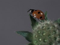 Coccinella septempunctata 17, Zevenstippelig lieveheersbeestje, Saxifraga-Frits Bink