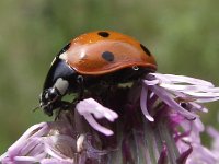 Coccinella septempunctata 2, Zevenstippelig lieveheersbeestje, Saxifraga-Frank Dorsman  Coccinella septempunctata, Zevenstippelig lieveheersbeestjeAW-duinen 260611