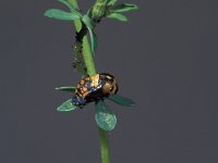 Coccinella septempunctata 22, Zevenstippelig lieveheersbeestje, Saxifraga-Frits Bink