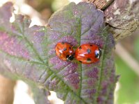 Coccinella septempunctata 25, Zevenstippelig lieveheersbeestje, Saxifraga-Peter Meininger